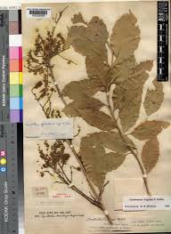 Image result for Combretum adenogonium