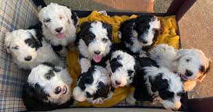 Finding forever homes for puppies for 20 years! California Schnoodles And Sheepadoodles Home Of The Giant Schnoodle