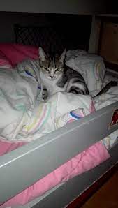 Cat Snurgling Knead Making Biscuits How To Make Biscuits Cats Cat Pics
