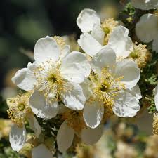 Image result for Buchnera crassifolia