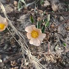 Image result for Sida javensis