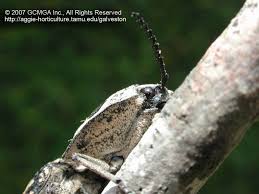 They dont fly and theyre in one area but theres hundreds of them. Beneficial Insects In The Landscape 52 Eyed Elater Alaus Oculatus