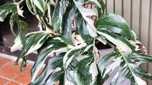 Readers share their hoya plant care growing experiences. New Zealand S Most Expensive Houseplant 6500 Hoya Breaks Trademe Record Stuff Co Nz