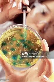 51 Stephen Petrie Stock Photos, High-Res Pictures, and Images