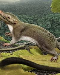 All members of carnivora were originally adapted to hunt and eat meat. Tragedy For Dinosaurs Opportunity For Mammals Us Mpr News