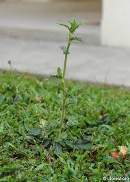 Image result for Elephantopus scaber