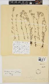 Image result for Vellereophyton dealbatum