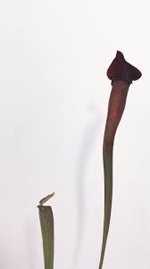 Black And White Images Of Pitcher Plant Sarracenia Alata Dark Streak X Flava Don S Red Tube Carnivorous Plant Pitcher Plant Sarracenia Carnivorous Plants Pitcher Plant