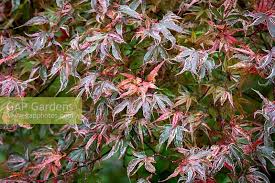 Check spelling or type a new query. Acer Palmatum Shira Stock Photo By Jonathan Buckley Image 1362872