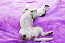 As a good rule of thumb, the smaller the living space, the fewer animals you should allow. How Many Nipples Do Dogs Have Vet Explains Pets