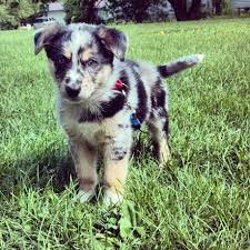 Dad is a working australian. German Shepherd Mix German Shepherd Mix Australian Shepherd German Shepherd Puppies