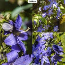 Pin On Plants And Landscapes