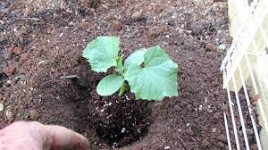 Information on growing zucchini once seedlings are established, mulch around the plants. Perfectly Planting Cucumbers Squash Zucchini Making The Planting Hole 2 Top Mistakes To Avoid Youtube
