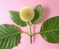 Kadam Flower Beauty Of Nature Flower Beauty Plant Leaves Flowers