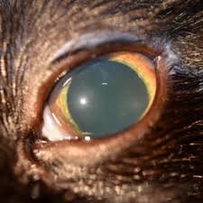 The nontapetum is also present at the inferior aspect of the fundus (white arrow) and is usually very dark brown. Uveitis Feline Animal Eye Clinic