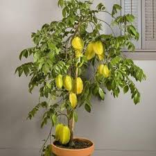 Moser fruit tree sales only works with commercial sized orders from commercial fruit growers and farmers, nurseries wanting to retail trees, and conservation districts. Star Fruit Tree à¤«à¤² à¤• à¤ª à¤¡ à¤« à¤° à¤Ÿ à¤Ÿ à¤° In Mansarovar Jaipur Shubhavi Business Solutions Private Limited Id 16821370991