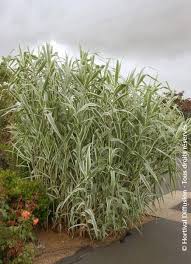 Image result for Arundo donax
