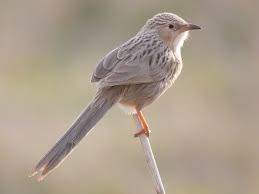 Image result for Barleria holubii