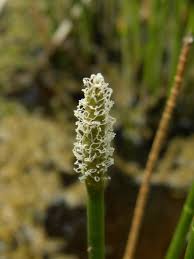 Image result for Eleocharis mutata