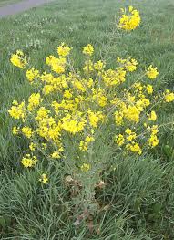 Image result for Brassica rapa