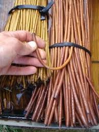Image result for osier