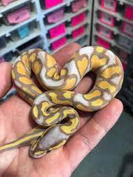 Enchi Coral Glow Yellow Belly Black Head Ball Python By Tallgrass Reptiles Ball Python Pet Ball Python Cute Reptiles