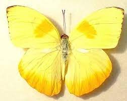 Please contact us if you want to publish a yellow butterfly wallpaper on our site. Father S Day Gift Yellow Orange Phoebis Philea Real Framed Etsy Orange Butterfly Butterfly Frame Butterfly Pictures
