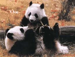 Gambar fauna asiatis, fauna peralihan. Persebaran Fauna Di Dunia Pengertian Oriental Paleartik