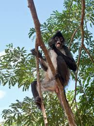 Scientists have identified seven different species of spider monkey, all of which may face extinction. Yucatan Spider Monkey Wikipedia