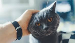 Yes, cats can remember other cats though experts aren't sure for how long. How Long Can A Cat Remember A Person My British Shorthair