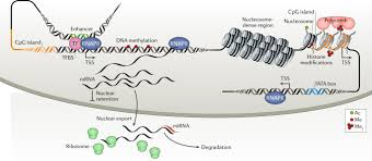 Overall, there are seven stages in the process it uses the passive voice which is needed when you describe a process diagram in ielts but you are not referring to who is doing the action. Challenges In Measuring And Understanding Biological Noise Nature Reviews Genetics