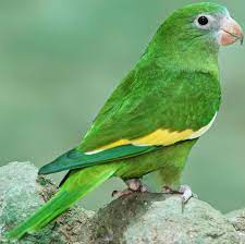 Check spelling or type a new query. White Winged Parakeet Brotogeris Versicolurus Parrot Pet Parrot Habitat Parakeet Bird