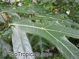 Image result for Solanum sp. B