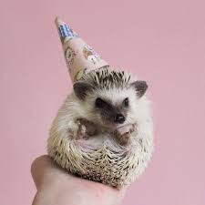 Adventuresofcalico A Tiny Birthday Hat For A Tiny Birthday Hedgehog Cute Hedgehog Happy Animals Hedgehog Birthday