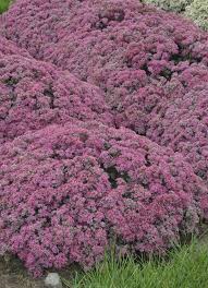 Maybe you would like to learn more about one of these? Rock N Round Popstar Stonecrop Sedum Hybrid Unusual Plants Sedum Plants