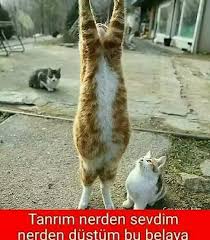 Kedi Replikleri 3 Panosundaki Pin