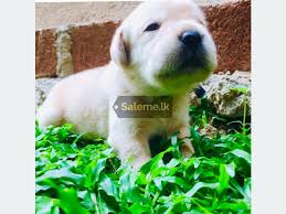 Dog price in sri lanka ikman.lk. Ikman Pets Online