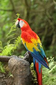 Scarlet Macaw Macaw Macaw Parrot For Sale Blue Gold Macaw