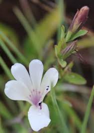 Image result for Barleria descampsii