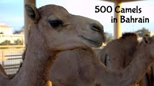 And each hump can store up to 36 kilograms of it. Bahrain Camel Farm 500 Camels Visit50