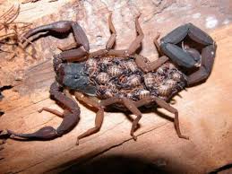 Kursad L Adli Kullanicinin Animal Planet Panosundaki Pin Hayvanlar Akrep Hayvan