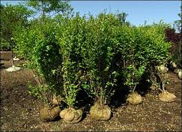 Check spelling or type a new query. California Privet Hedge Spacing