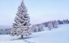 Stream tracks and playlists from tree snow on your desktop or. Free Photo Snow Tree Snow Winter Tr 737752 Png Images Pngio