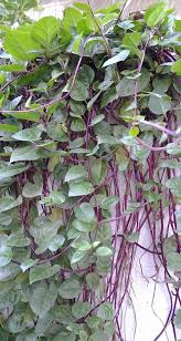 Image result for Basella