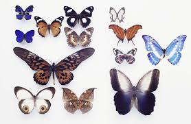 Kết quả hình ảnh cho bướm