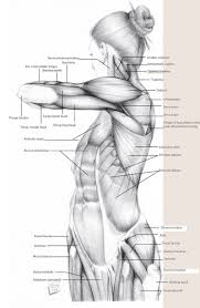 Anatomic draw sketch artistic concept drawing. Rey Bustos 2d Anatomy Drawing Class July 12th Register Http Laafa Org Art Classes 2d Anatomy Drawing Rey Bu Anatomy Reference Anatomy Sketches Anatomy
