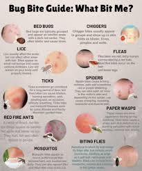 Image result for bedbugs bites