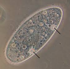 The main vacuole function is to store substances, typically either waste or harmful substances, or useful substances the cell will need later on. Difference Between Food Vacuole And Contractile Vacuole Compare The Difference Between Similar Terms