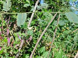 Image result for Sesbania sesban