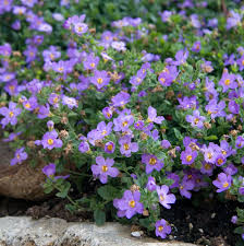 Image result for Bacopa